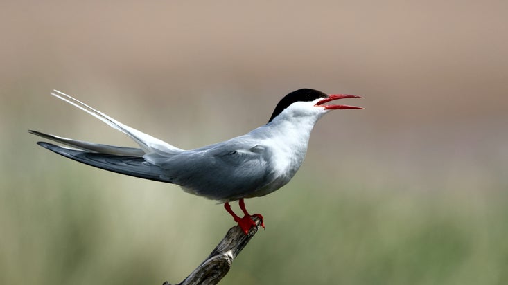 An Arctic tern perching on a branch at the Long Nanny shorebird nesting site in Northumberland